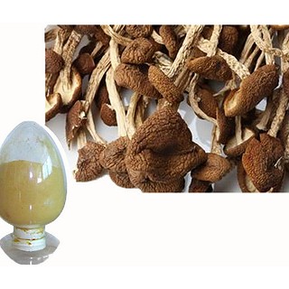 茶树菇 多糖 真菌提取物(其他)