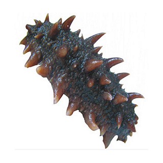 海参 刺参 滋补壮阳 补肾 阳痿早泄(大陆)