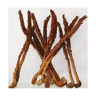 不老草 补肾神草(大陆)