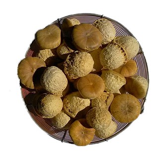 西藏特级壮阳果(大陆)