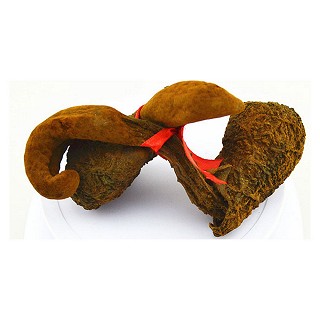 藏草堂 西藏野生壮阳草(藏草堂)