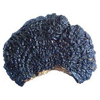 野生薄盖灵芝(丰湖)