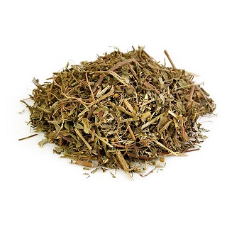 叶下珠(统段)