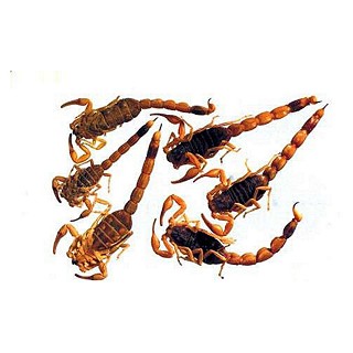 全蝎(盐水)