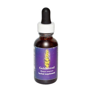 flower essence services quintessentials 麒麟草(essence)