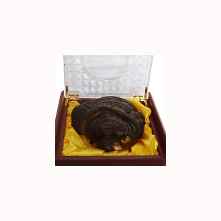 东北特产长白山灵芝 紫灵芝(长白山)