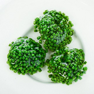 惠滋堂 养生茶 云南文山三七花 120克(惠滋堂)