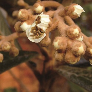 雪域满江 枇杷花(30克)