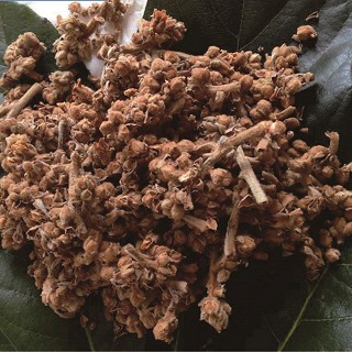 雪域满江 枇杷花(雪域满江)