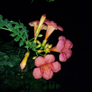 凌霄花茶(雪域满江)