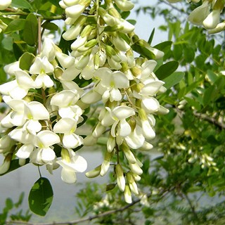 雪域满江 一级茶 槐花(雪域满江)