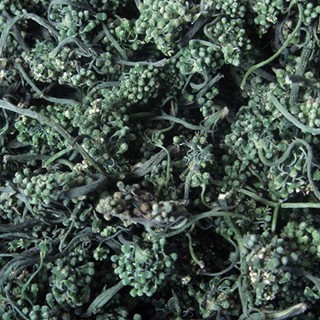 人参花(雪域满江)