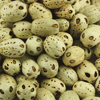 雪域满江 健康花草茶 五眼果(400克)