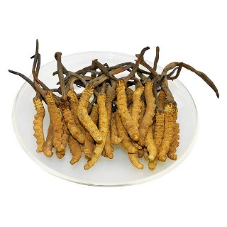 冬虫夏草(元德)