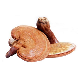 灵芝孢子(尚武馆)