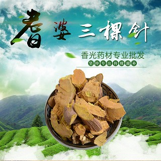 高端原生态植物药材精选三棵针500g功效作用厂家